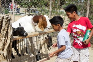 Aaron and Andre Carino enjoyed feeding the goats and all the other animals inside the Children’s Park at CALM as the park celebrated Spring Fling on Apr. 18, 2014.