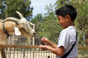 Andre Carino, a second grader, enjoyed feeding the goats and all the other animals inside the Children’s Park at CALM as the park celebrated Spring Fling on Apr. 18, 2014.