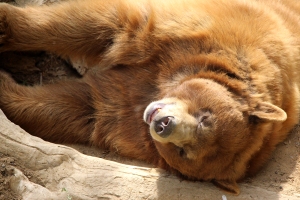 Cinnamon, one of the black bears at CALM, wakes up to say hi to the park visitors for spring fling on Apr. 18, 2014.